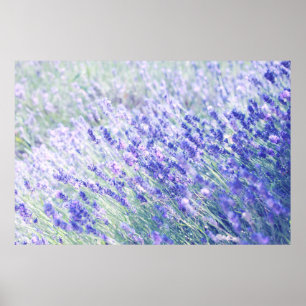 PURPLE PETALED FLOWERS POSTER