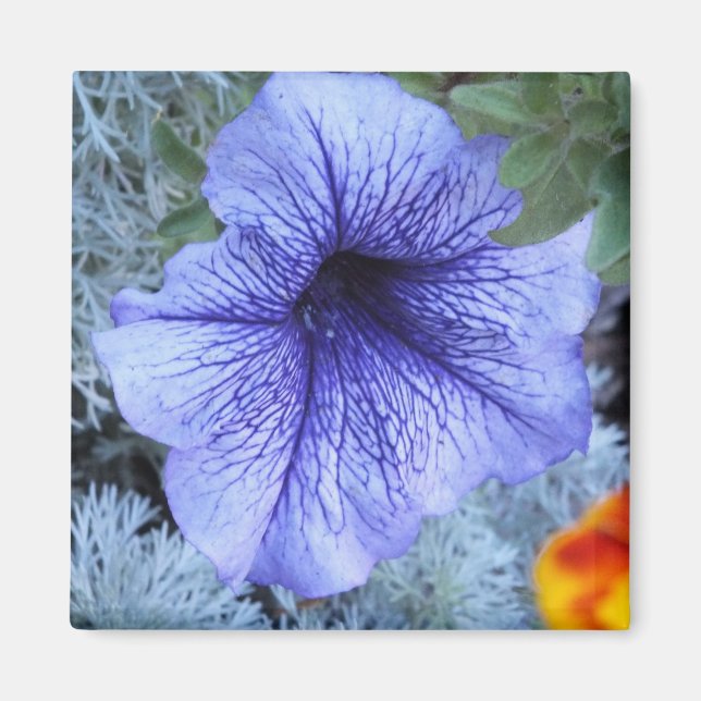 Purple Petunia Magnet (Front)