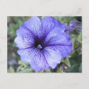 Purple Petunia Postcad Postcard