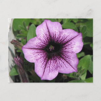 Purple Petunia Postcard