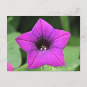 Purple Petunia Postcard