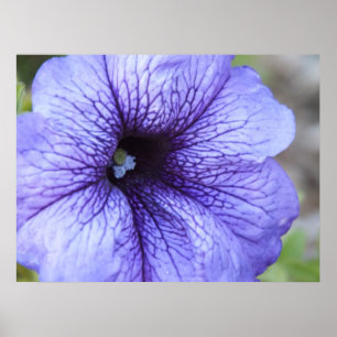 Purple Petunia Poster