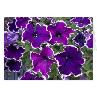 Purple Petunias