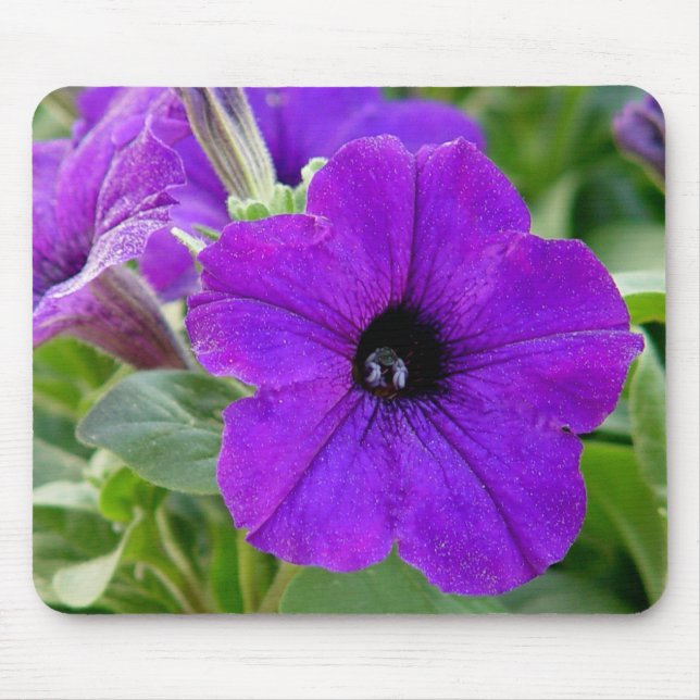 Purple Petunias Flower Mousepad (Front)
