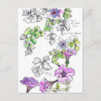 Purple Petunias Pen and Ink Flower Sketch