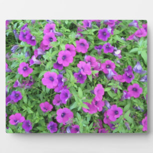 Purple Petunias Plaque