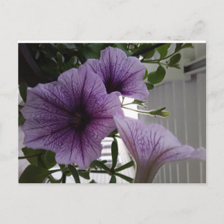 purple petunias post card