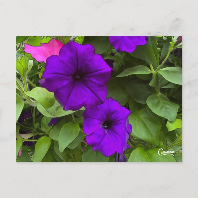 Purple Petunias - Postcard (Front)