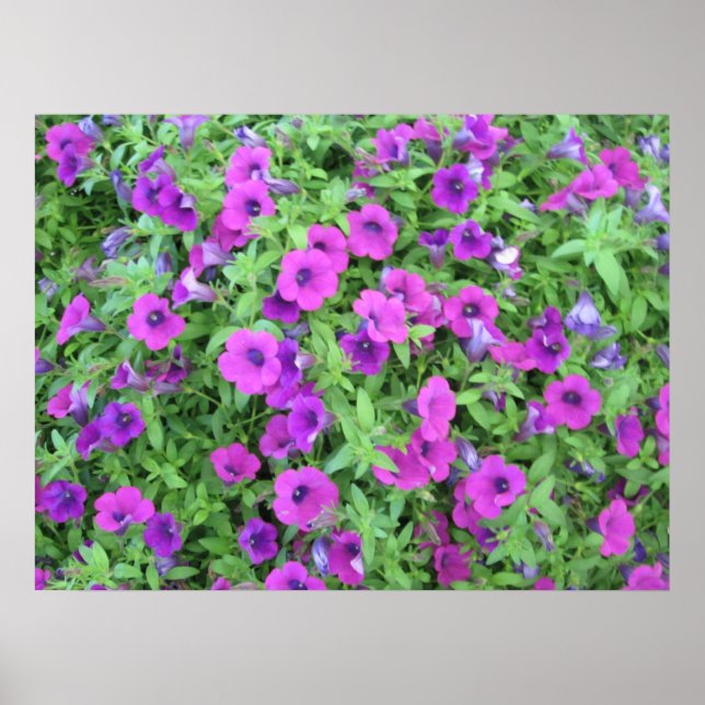 Purple Petunias Poster (Front)