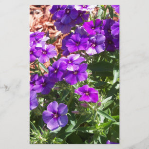 Purple Phlox flowers