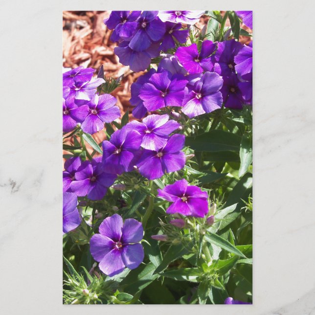 Purple Phlox flowers (Front)