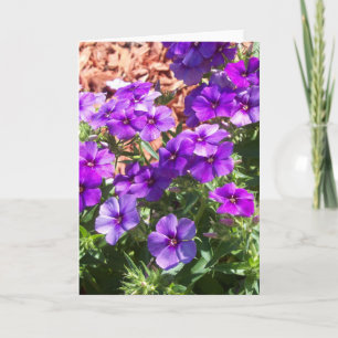 Purple Phlox flowers on a blank greeting card