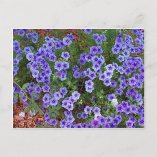 Purple Phlox flowers on a Postcard