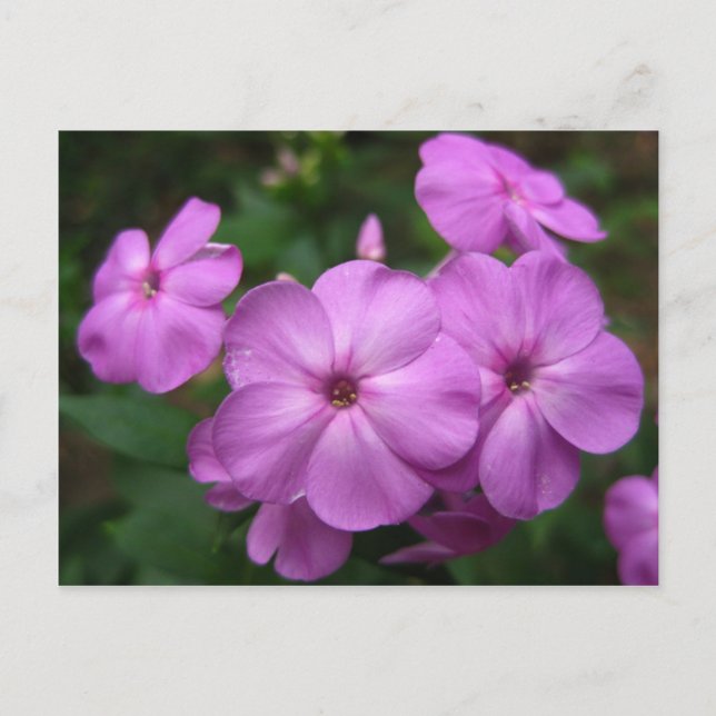 Purple Phlox Flowers Postcard (Front)
