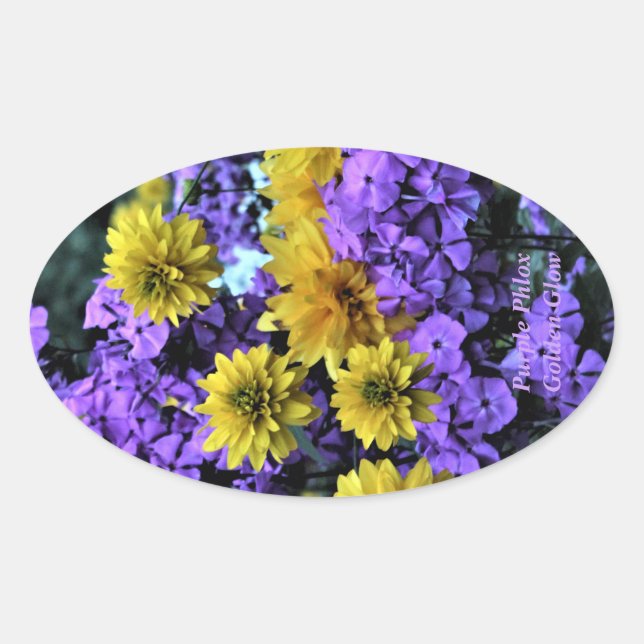 Purple Phlox Golden Glow Oval Sticker (Front)