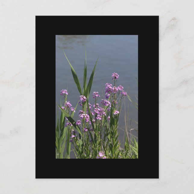 Purple Phlox Postcard (Front)