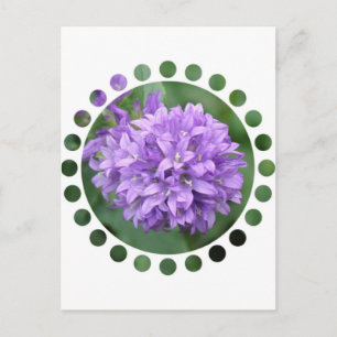 Purple Phlox Postcard