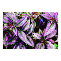 'Purple' Photographic Print
