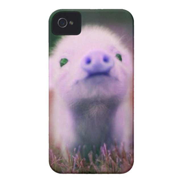 Purple Pigsy Case-Mate iPhone Case (Back)