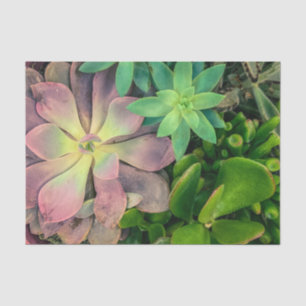 Purple, Pink and Green Succulent Plant Photo Tissue Paper
