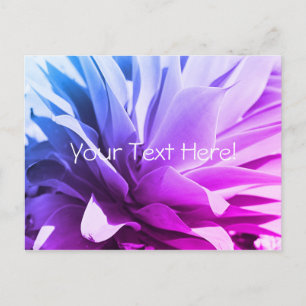 Purple Pink Blue Succulent Plant Postcard