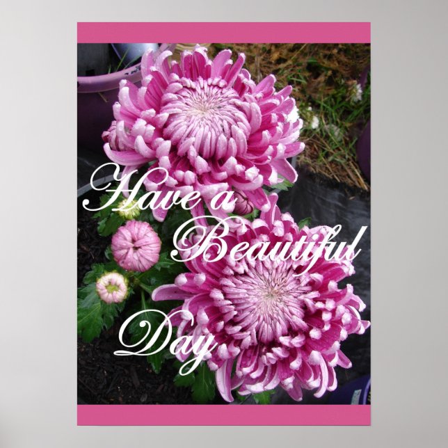 Purple Pink Chrysanthemum Floral Flowers Poster (Front)