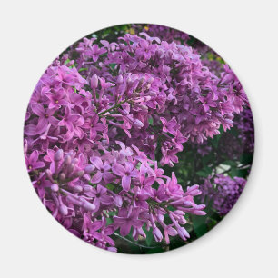Purple-pink lilacs purple pink floral photo magnet