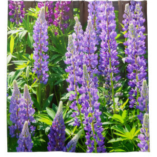 purple pink lupin flowers polyphyllus shower curtain
