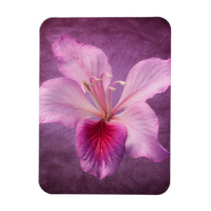 Purple Pink Orchid Tree Flower Floral Magnet