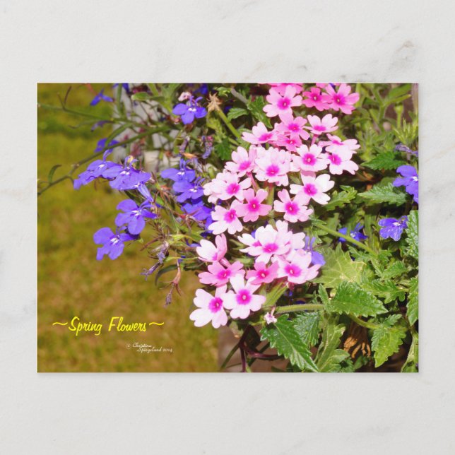 Purple pink spring flowers Postcard (Front)