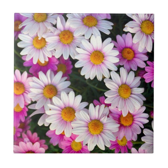 Purple Pink White Daisies Flowers Tile (Front)