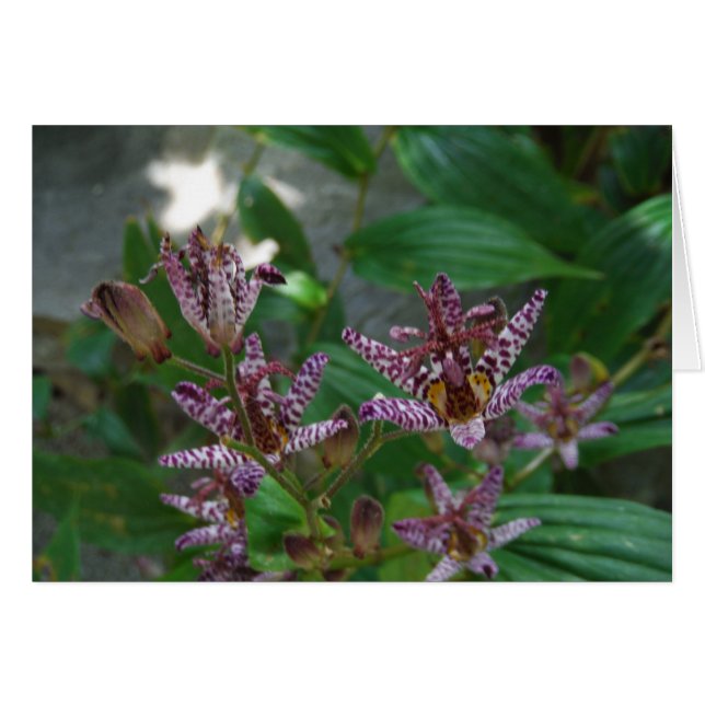 Purple pink white striped orchid like flower lilly (Front Horizontal)