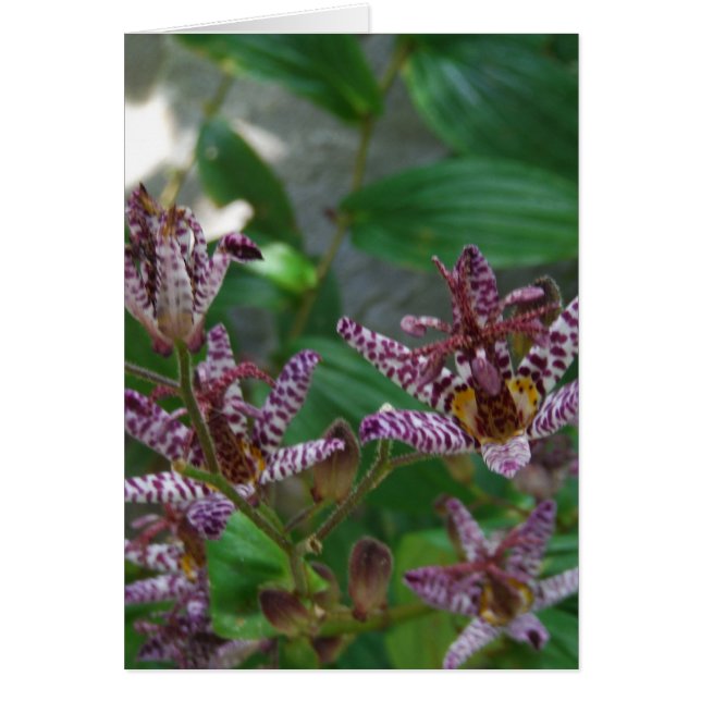 Purple pink white striped orchid like flower lilly (Front)