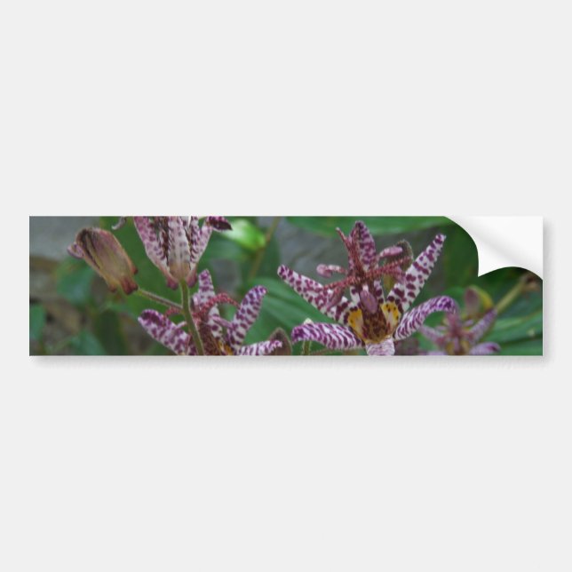 Purple pink white striped orchid like flower lilly bumper sticker (Front)