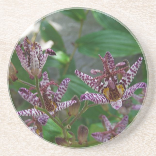 Purple pink white striped orchid like flower lilly coaster (Front)