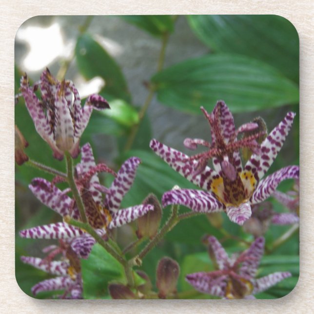 Purple pink white striped orchid like flower lilly coaster (Front)
