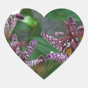 Purple pink white striped orchid like flower lilly heart sticker