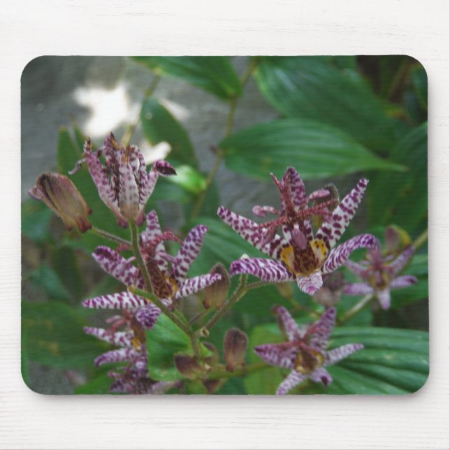 Purple pink white striped orchid like flower lilly mouse mat (Front)