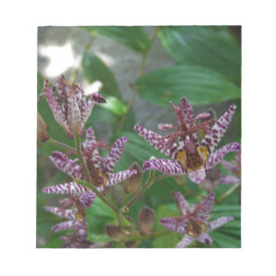 Purple pink white striped orchid like flower lilly notepad