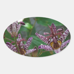 Purple pink white striped orchid like flower lilly oval sticker