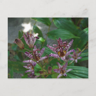 Purple pink white striped orchid like flower lilly postcard