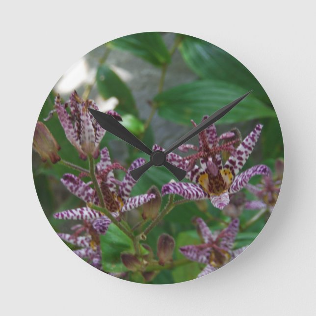 Purple pink white striped orchid like flower lilly round clock (Front)