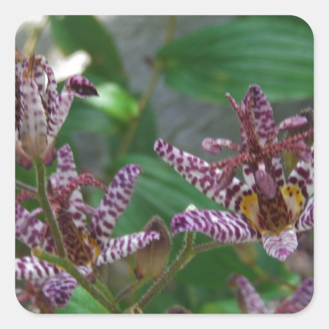 Purple pink white striped orchid like flower lilly square sticker (Front)