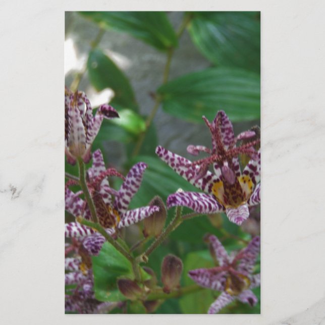 Purple pink white striped orchid like flower lilly stationery (Front)