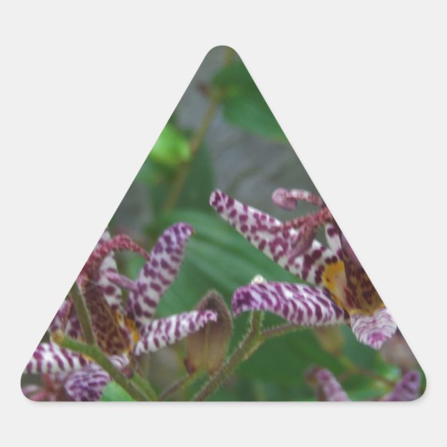 Purple pink white striped orchid like flower lilly triangle sticker (Front)