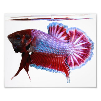 Purple Plakat Betta Fish Photo Print