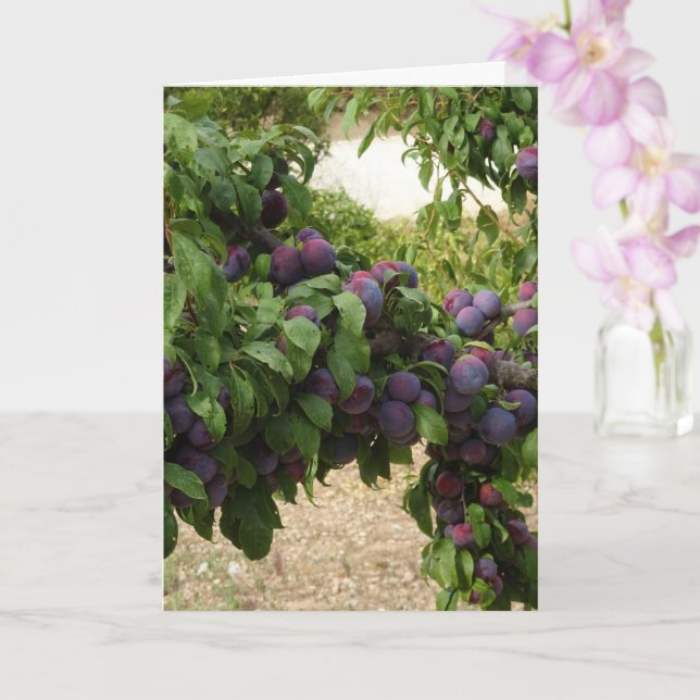 Purple Plum Tree Card (Orchid)