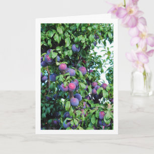 Purple Plum Tree Portrait Card