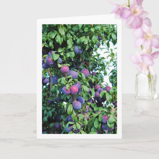 Purple Plum Tree Portrait Card (Orchid)