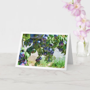 Purple Plums Hanging from Tree Card
